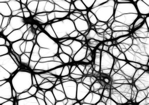 neuronas espejo